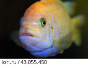 The fish in the aquarium. Portrait of an African aquarium fish of the cichlid family called Pseudotropheus lombardoi. Стоковое фото, фотограф Александр Прошкин / Фотобанк Лори
