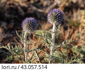 Южный Урал, цветущий мордовник обыкновенный (Echinops ritro) в горах. Southern Urals, blooming southern globethistle (Echinops ritro) in the mountains. Стоковое фото, фотограф Евгений Романов / Фотобанк Лори