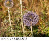 Южный Урал, цветущий мордовник обыкновенный (Echinops ritro) в горах. Southern Urals, blooming southern globethistle (Echinops ritro) in the mountains. Стоковое фото, фотограф Евгений Романов / Фотобанк Лори