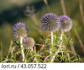 Южный Урал, цветущий мордовник обыкновенный (Echinops ritro) в горах. Southern Urals, blooming southern globethistle (Echinops ritro) in the mountains. Стоковое фото, фотограф Евгений Романов / Фотобанк Лори