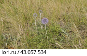 Южный Урал, цветущий мордовник обыкновенный (Echinops ritro) в горах. Southern Urals, blooming southern globethistle (Echinops ritro) in the mountains. Стоковое видео, видеограф Евгений Романов / Фотобанк Лори
