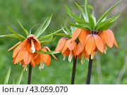 Fritillaria Imperialis rubra Maxima - bulbous flower blooming in early spring. Стоковое фото, фотограф Володина Ольга / Фотобанк Лори
