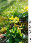 Многолетний садовый цветок примула (Primula veris) с желтыми лепестками крупным планом. Цветочный красивый фон с растениями, макрос, выборочный фокус. Стоковое фото, фотограф Дорощенко Элла / Фотобанк Лори