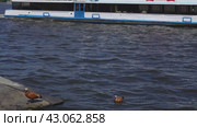 Red ducks on the Moscow River in front of a passing ship. Стоковое видео, видеограф Ярославский Максим / Фотобанк Лори