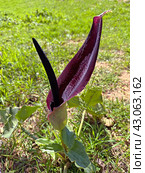 Beautiful loof flower (lat.- Arum palaestinum) Стоковое фото, фотограф Irina Opachevsky / Фотобанк Лори