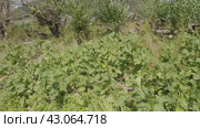 Южный Урал, белокопытник гладкий (Petasites radiatus) на берегу реки. Southern Urals, Petasites radiatus on the river bank. Стоковое видео, видеограф Евгений Романов / Фотобанк Лори
