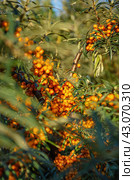 Средний Урал, плоды облепихи (Hippophae rhamnoides). The Middle Urals, sea buckthorn (Hippophae rhamnoides) fruits. Стоковое фото, фотограф Евгений Романов / Фотобанк Лори