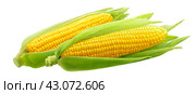 Corncobs or corn ears isolated on white background. Стоковое фото, фотограф Катерина Ковалева / Фотобанк Лори
