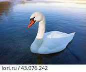 Белый лебедь-шипун (лат. Cygnus olor) на  озере крупным планом. Стоковое фото, фотограф Светлана Качанова / Фотобанк Лори
