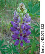 Люпин многолистный – Lupinus polyphyllus. Стоковое фото, фотограф Александр Шатунов / Фотобанк Лори