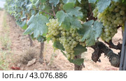 Juicy white grapes growing on vine in vinery, new harvest of wine grape. Стоковое видео, видеограф Яков Филимонов / Фотобанк Лори