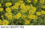 Южный Урал, цветущая пентанема британская (Pentanema britannica) на лугу. Southern Urals, blooming British yellowhead (Pentanema britannica) in a meadow. Стоковое видео, видеограф Евгений Романов / Фотобанк Лори