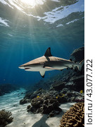 Blacktip ocean shark swimming in tropical underwaters. Sharks in underwater world. Observation of animal world. Scuba diving adventure in South Africa coast of RSA. Стоковое AI-изображение, AI-художник Aleksandr Golubev / Фотобанк Лори