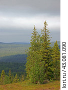 Northern hills, endless forests on sunny evening. Northern Finland, Lapland. Стоковое фото, фотограф Валерия Попова / Фотобанк Лори