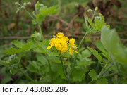 Чистоте́л большо́й (лат. Chelidónium május) Стоковое фото, фотограф Роман Лукьянов / Фотобанк Лори