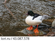 Большой крохаль (лат. Mergus merganser) Стоковое фото, фотограф Бородкин Андрей / Фотобанк Лори