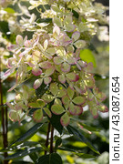 Huge petals of the delicate green color of the flowers of the paniculate hydrangea of the Pastel Green variety in the garden close-up. Стоковое фото, фотограф Ольга Сейфутдинова / Фотобанк Лори
