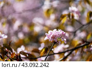 Цветок сакуры. Стоковое фото, фотограф Андрей Иванов / Фотобанк Лори