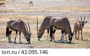Herd of South African oryxes eating grass in arid pasture. Стоковое фото, фотограф Яков Филимонов / Фотобанк Лори