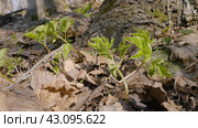 Южный Урал, побеги сныти обыкновенной (Aegopodium podagraria) в лесу весной. Southern Urals, shoots of ground elder (Aegopodium podagraria) in the forest in spring. Стоковое фото, фотограф Евгений Романов / Фотобанк Лори