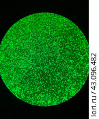 Трансфекция человеческих клеток линии HEK 293 (англ. Human Embryonic Kidney) плазмидной ДНК, кодирующей зеленый флуоресцентный белок (GFP), и экспрессия белка. Микроскопия. Стоковое фото, фотограф Alex / Фотобанк Лори