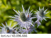 Rhagonycha fulva or rufous softfoot on a blue eryngium flower. Стоковое фото, фотограф Ольга Сейфутдинова / Фотобанк Лори