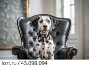 Portrait of a cute joyful Dalmatian dog. A banner with the image of a pet dog in the interior of a white and black living room. Стоковое AI-изображение, AI-художник Photojuli / Фотобанк Лори