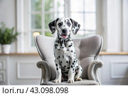 Portrait of a cute joyful Dalmatian dog. A banner with the image of a pet dog in the interior of a white and black living room. Стоковое AI-изображение, AI-художник Photojuli / Фотобанк Лори