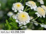Пиретрум девичий, хризантема девичья Снежный шар (лат. Pyrethrum parthenium) крупным планом. Стоковое фото, фотограф Елена Коромыслова / Фотобанк Лори
