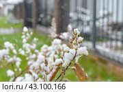 Ирга. Стоковое фото, фотограф Богомолова Юлия / Фотобанк Лори