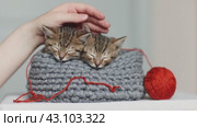 Симпатичные маленькие, серые котята спят вместе в корзине которых гладит женская рука на однотонном фоне. Стоковое видео, видеограф Останина Екатерина / Фотобанк Лори