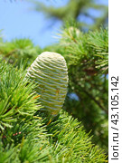 Шишка гималайского кедра (Cedrus deodara) Стоковое фото, фотограф Дорощенко Элла / Фотобанк Лори