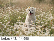 Daisies white dog Maremma Sheepdog in a wreath of daisies sits on a green lawn with wild flowers daisies, walks a pet. Cute photo with a dog in a wreath of daisies. Стоковое фото, фотограф svetograph / Фотобанк Лори