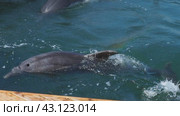 Dolphins Bottlenose dolphins in the water. Mating season. Dolphins are aquatic mammals of cetacean infraorder, dolphin family Delphinidae - marine, non-taxonomic group of river dolphins. Sea ocean. Стоковое видео, видеограф Юлия Петровская / Фотобанк Лори