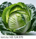 Brassica oleracea is a plant species Brassicaceae. A large fresh head of white cabbage with green leaves. Healthy eating. Vegetarian food. Assortment of vegetables in a store or catalog. Generated AI. Стоковое AI-изображение, AI-художник Юлия Петровская / Фотобанк Лори