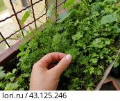 Parsley, or garden parsley Petroselinum crispum is species of flowering plant in the family Apiaceae. A young shoot of fresh green parsley or celery, grown in a box on the balcony. Hand demonstrates. Стоковое фото, фотограф Юлия Петровская / Фотобанк Лори