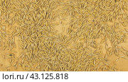 Овес, падающий на фоне дерева, вид сверху. oats falling on the wooden background. Стоковое видео, видеограф Александр Собко / Фотобанк Лори