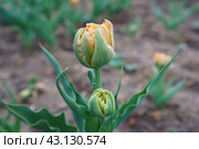 Тюльпан растет на дачной грядке. Стоковое фото, фотограф YuryKara / Фотобанк Лори