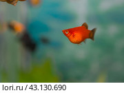 Aquarist, aqua fish. Poecilia,   Mollienesia is a genus of fish of the family of viviparous fishtooths (Peciliaceae), Platy Xiphophorus Maculatus widespread among aquarists around the world. Стоковое фото, фотограф Evgenii Predibailo / Фотобанк Лори