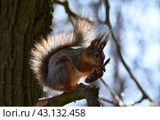 Рыжая белка с шишкой крупным планом. Стоковое фото, фотограф Natalia Sidorova / Фотобанк Лори