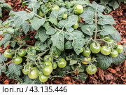 Tomato bushes with ripening green fruits on mulched soil close-up. Стоковое фото, фотограф Iva Noel / Фотобанк Лори