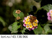 A brown butterfly (Carcharodus alceae) sitting on a flower close-up. Стоковое фото, фотограф Татьяна Ляпи / Фотобанк Лори