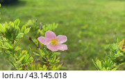 The pink shrubby foot grows in the garden. Стоковое видео, видеограф Ирина Старикова / Фотобанк Лори