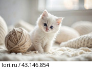 Pets. A small fluffy white kitten is playing with a ball of yarn on a white bed. A curious kitten lies on a white blanket and looks at the camera. Textiles, knitting. Стоковое AI-изображение, AI-художник Photojuli / Фотобанк Лори