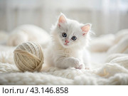 Pets. A small fluffy white kitten is playing with a ball of yarn on a white bed. A curious kitten lies on a white blanket and looks at the camera. Textiles, knitting. Стоковое AI-изображение, AI-художник Photojuli / Фотобанк Лори