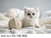 Pets. A small fluffy white kitten is playing with a ball of yarn on a white bed. A curious kitten lies on a white blanket and looks at the camera. Textiles, knitting. Стоковое AI-изображение, AI-художник Photojuli / Фотобанк Лори