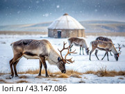 Reindeer graze against the background of a tundra landscape and a winter yurt. Snow is falling. Snowstorm. Стоковое AI-изображение, AI-художник Photojuli / Фотобанк Лори