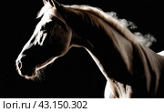 Artistically lit horse head with thick smoke and fumes on black background. Beautiful alert black brown stallion horse in fog mist smoke looking curious worried free majestic regal mythological, AI. Стоковое AI-изображение, AI-художник Sergey Grishin / Фотобанк Лори