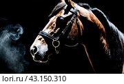 Artistically lit horse head with thick smoke and fumes on black background. Beautiful alert black brown stallion horse in fog mist smoke looking curious worried free majestic regal mythological, AI. Стоковое AI-изображение, AI-художник Sergey Grishin / Фотобанк Лори