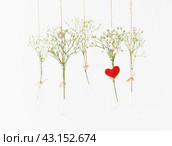White flowers in glass mini vases hanging. Concept of Valentine's Day, wedding celebration. Стоковое фото, фотограф Natalia Gdovskaia / Фотобанк Лори